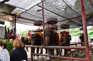 象さんに乗ってお散歩(約10分間)　⇒3人のアユタヤ王朝時代の王が眠る「ワットプラシーサンペット」